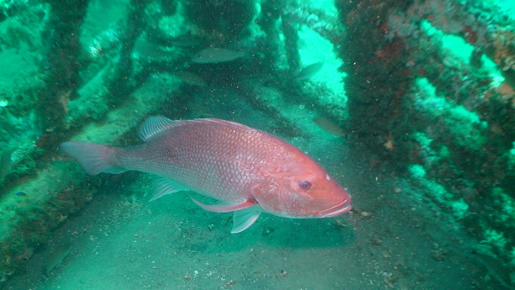Florida coral research